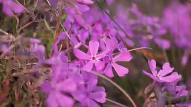Phlox subulata am Gartenteich pflanzen