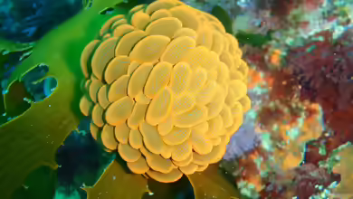Phlyctenactis tuberculosa im Aquarium halten
