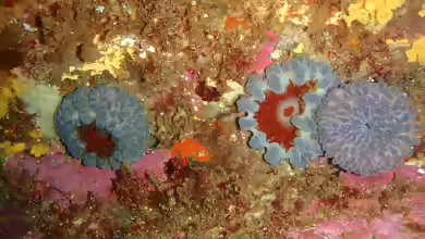 Phlyctenanthus australis im Aquarium halten