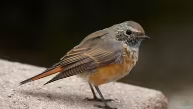 Phoenicurus phoenicurus im Garten