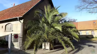 Phoenix canariensis im Garten pflanzen