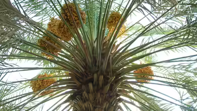Phoenix dactylifera im Garten pflanzen