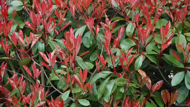 Photinia davidiana im Garten pflanzen