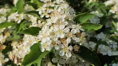 Photinia villosa im Garten pflanzen