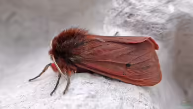 Phragmatobia fuliginosa im Garten