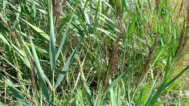 Phragmites australis am Gartenteich pflegen