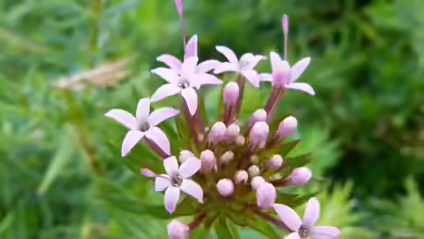 Phuopsis stylosa im Garten pflanzen