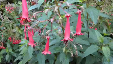 Phygelius capensis im Garten pflanzen