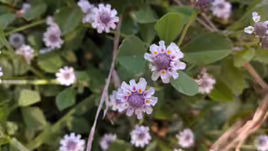 Phyla nodiflora im Garten pflanzen