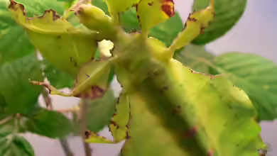 Phyllium bioculatum im Terrarium halten