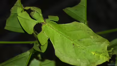 Phyllium giganteum im Terrarium halten