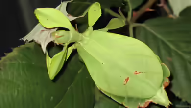 Phyllium siccifolium im Terrarium halten
