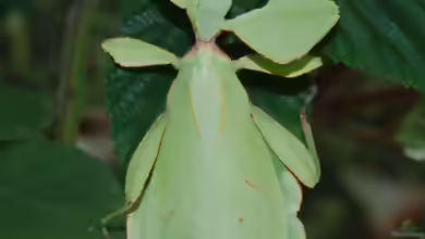 Phyllium westwoodii im Terrarium halten