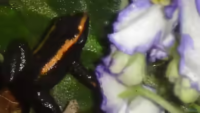 Phyllobates aurotaenia im Terrarium halten