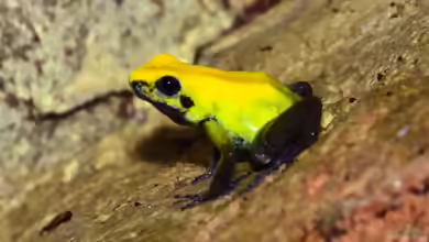 Phyllobates bicolor im Terrarium halten