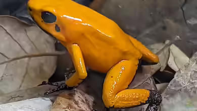 Phyllobates terribilis im Terrarium halten