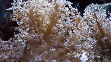Phyllodiscus semoni im Aquarium halten