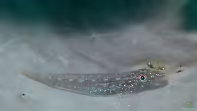 Phyllogobius platycephalops im Aquarium halten
