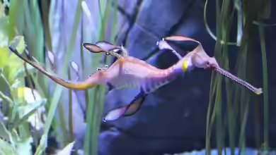 Phyllopteryx taeniolatus im Aquarium halten