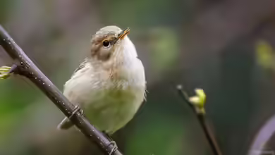 Phylloscopus collybita im Garten