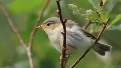 Phylloscopus trochilus im Garten