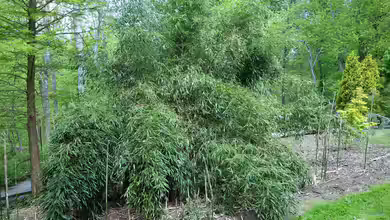 Phyllostachys aureosulcata im Garten pflanzen