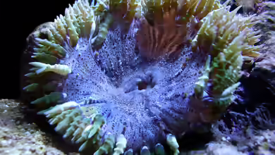 Phymanthus crucifer im Aquarium halten
