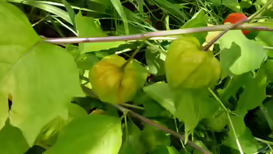 Physalis peruviana im Garten pflanzen