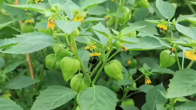Physalis philadelphica im Garten pflanzen
