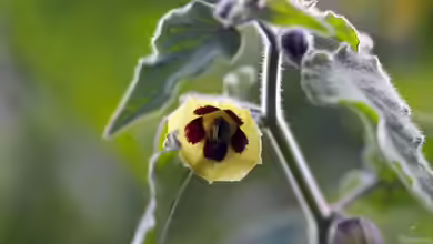 Physalis pubescens im Garten pflanzen