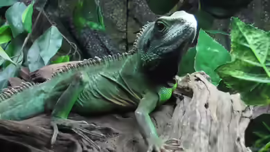 Physignathus cocincinus im Terrarium halten