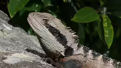 Physignathus lesueurii im Terrarium halten