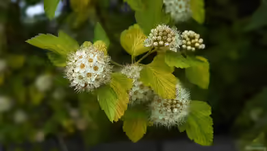 Physocarpus opulifolius im Garten pflanzen