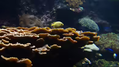 Physophyllia ayleni im Aquarium halten