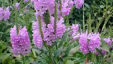 Physostegia virginiana im Garten pflanzen