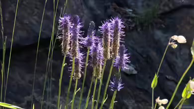 Phyteuma betonicifolium im Garten pflanzen