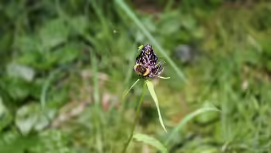 Phyteuma nigrum im Garten pflanzen
