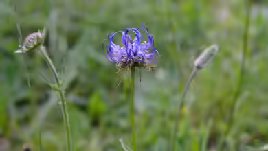 Phyteuma orbiculare im Garten pflanzen