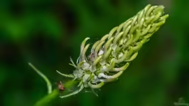 Phyteuma spicatum im Garten pflanzen