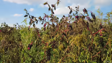Phytolacca americana im Garten pflanzen