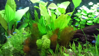 Pia und Basty von Mantus Loki