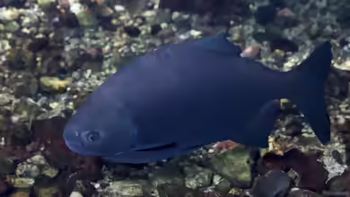 Piaractus mesopotamicus: Pacu im Aquarium