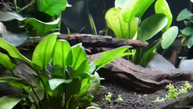 Picozonas von Thomasi