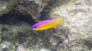 Pictichromis diadema im Aquarium halten