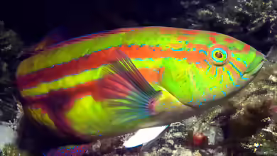Pictilabrus laticlavius im Aquarium halten