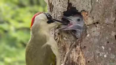Picus viridis im Garten