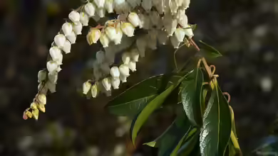 Pieris floribunda im Garten pflanzen