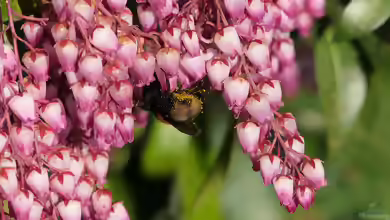 Pieris japonica im Garten pflanzen