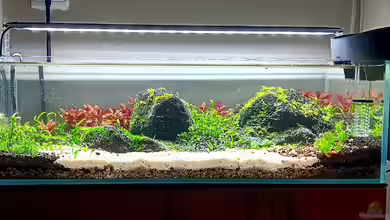 Piha Beach von Junglist