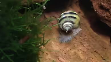 Pila ampullacea im Aquarium halten